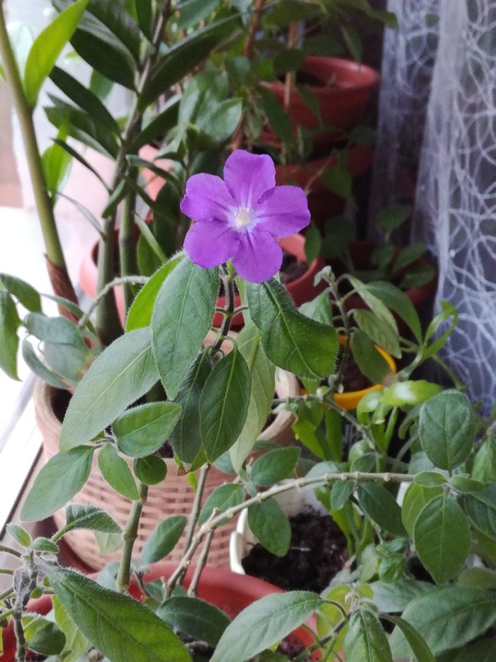 Руэллия комнатный