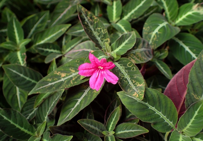 Ruellia makoyana