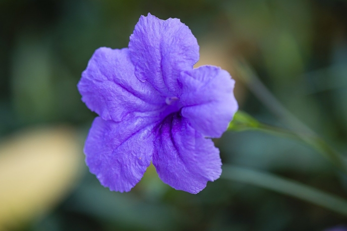 Руэллия портелла