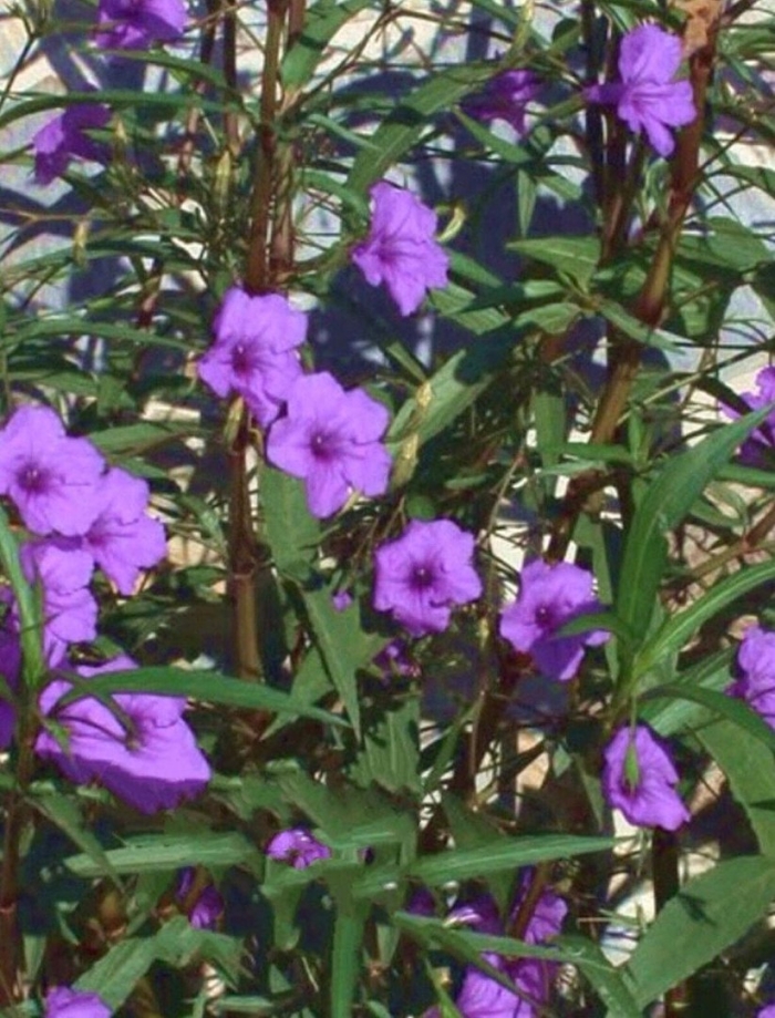 Руэллия бриттона