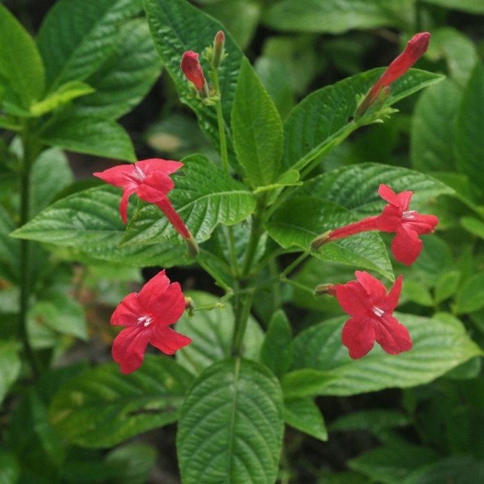 Ruellia elegans