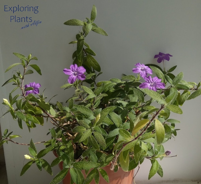 Руэллия каролинская