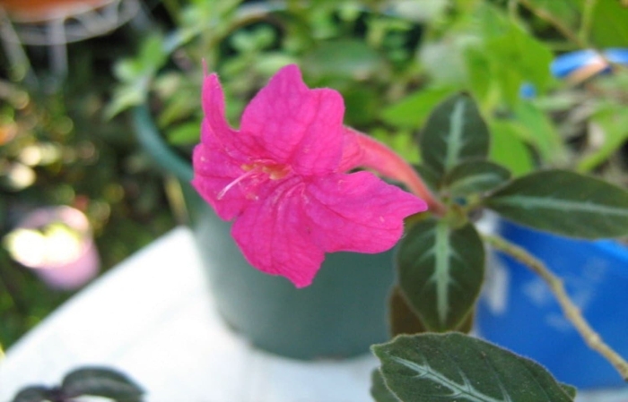 Руэллия портеллы