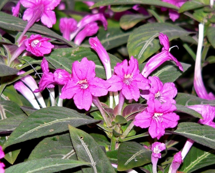 Руэллия портелла