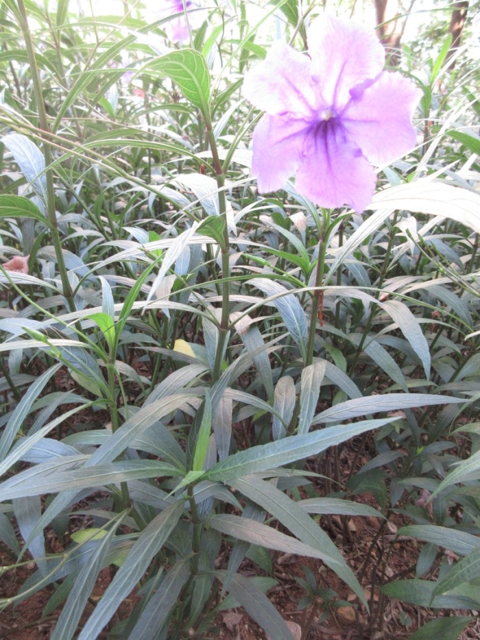 Руэллия мексиканская петуния