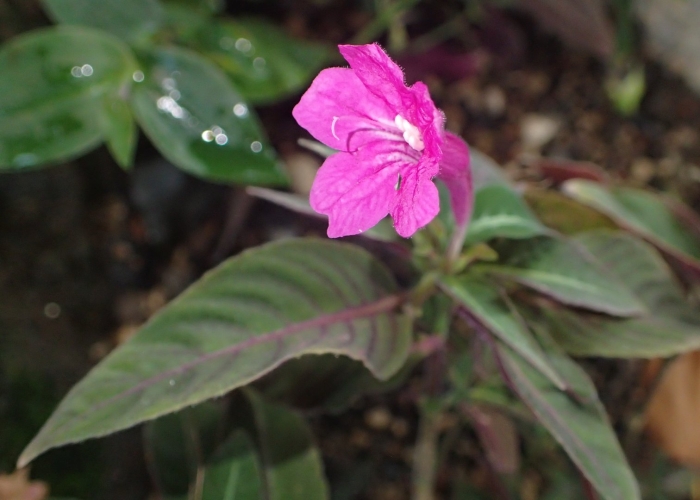 Руэллия портелла