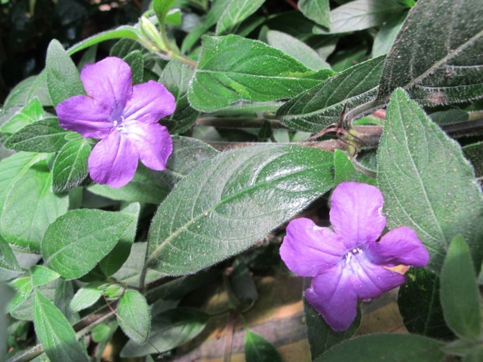 Руэллия каролинская