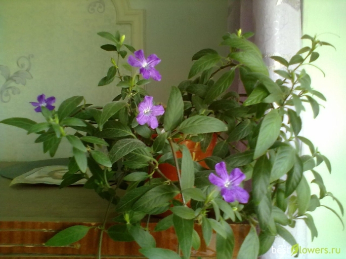 Руэллия каролинская