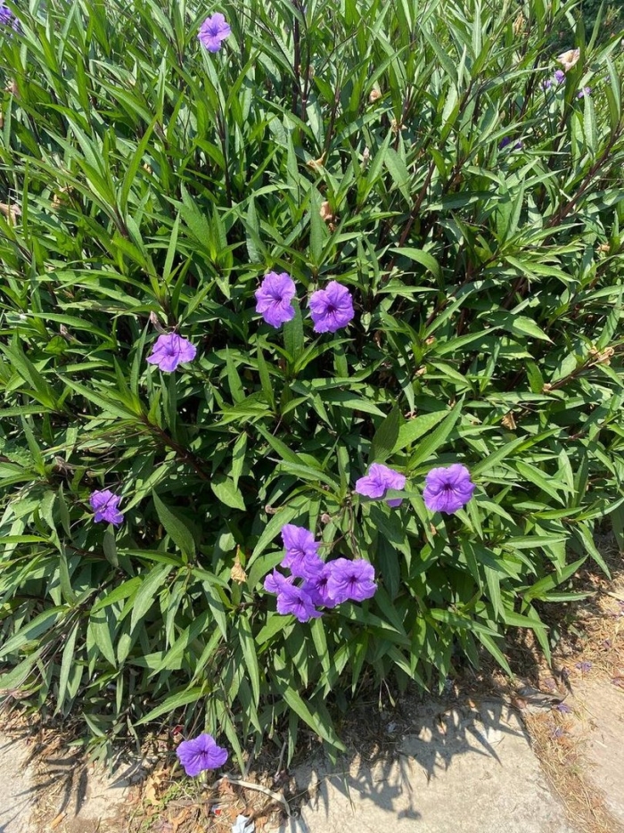 Руэллия цветок