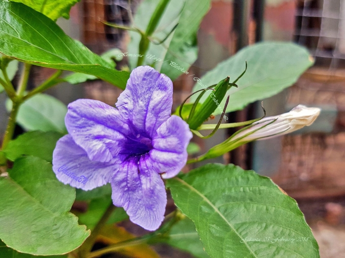 Ruellia tuberosa