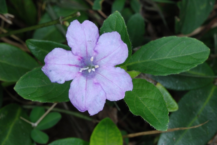 Ruellia caroliniensis subsp ciliosa