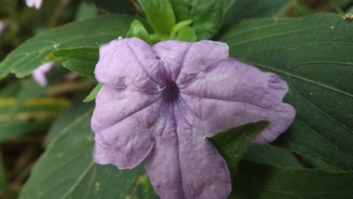 Руэллия макоя