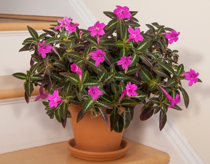 Руэллия дево