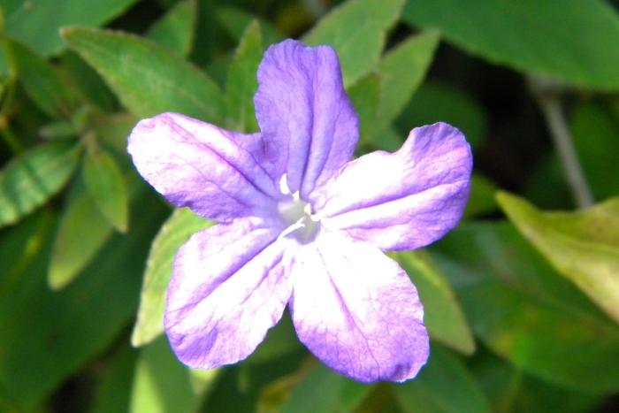 Ruellia caroliniensis