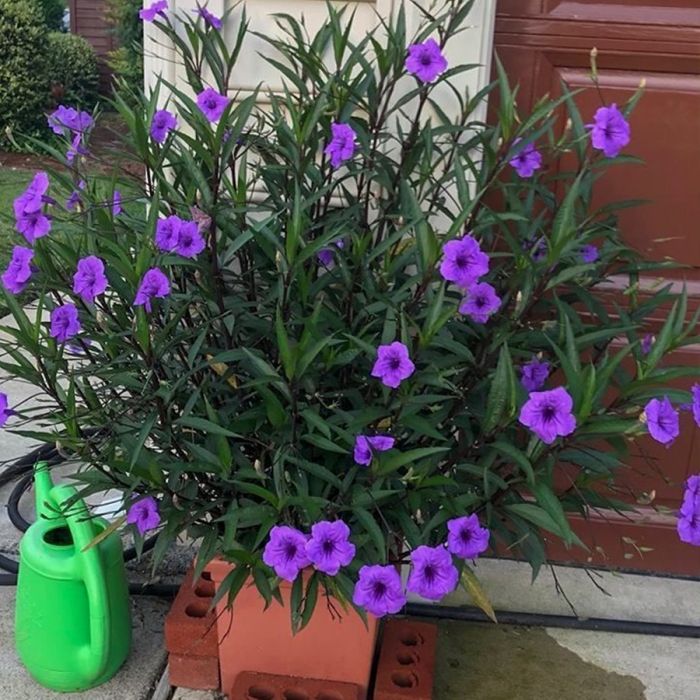 Руэллия бриттона