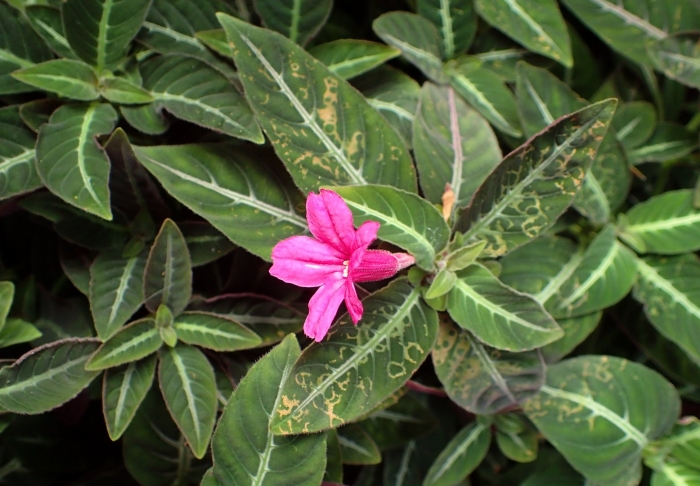 Руэллия портелла