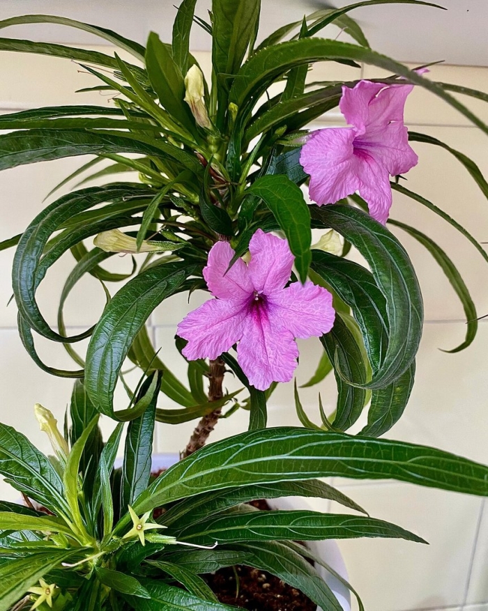 Руэллия бриттона ruellia brittoniana