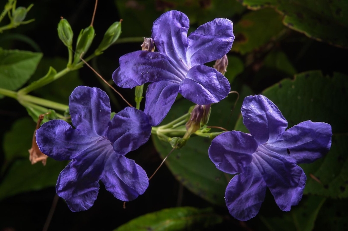 Руэллия портелла