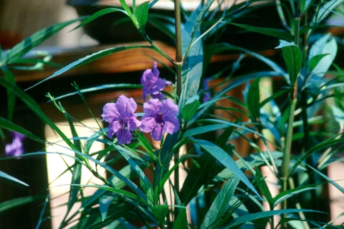 Ruellia brittoniana