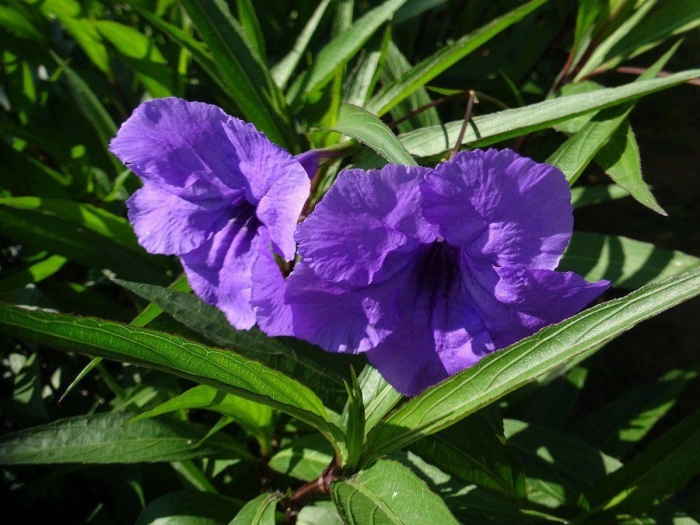 Руэллия бриттона