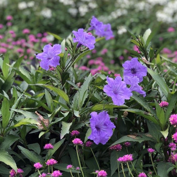 Руэллия мексиканская петуния