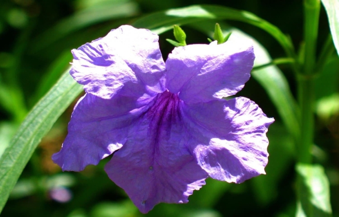 Руэллия бриттона