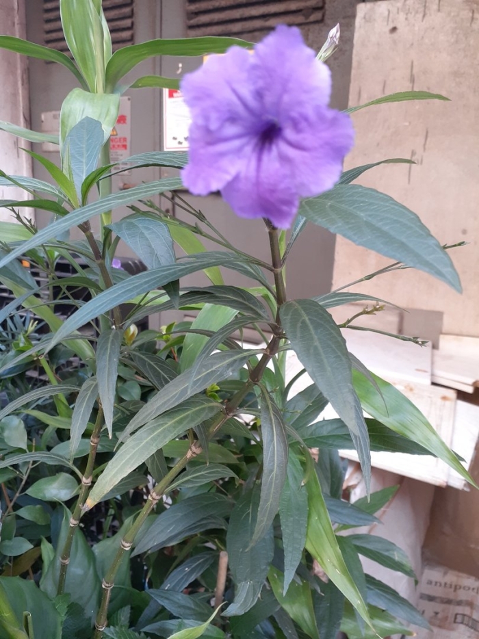 Руэллия бриттона ruellia brittoniana