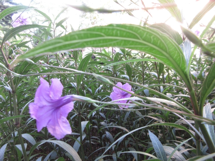 Ruellia simplex