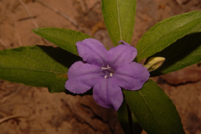 Руэллия тубероза