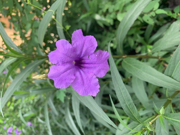 Wild petunia