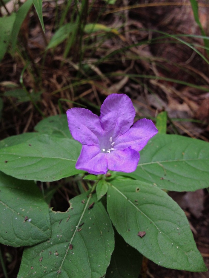 Руэллия хумилис