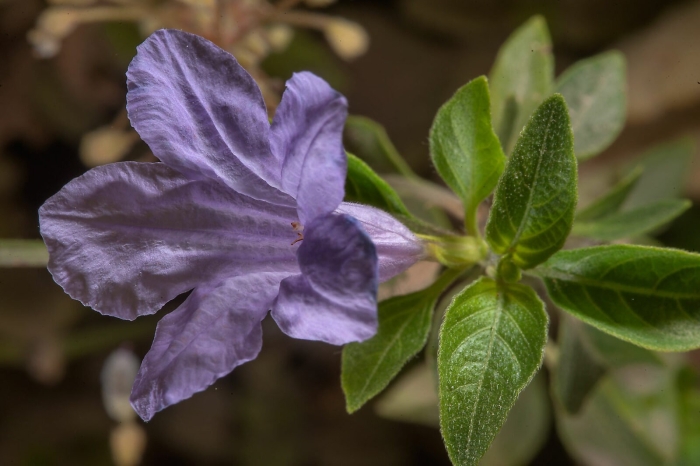 Руэллия бриттона