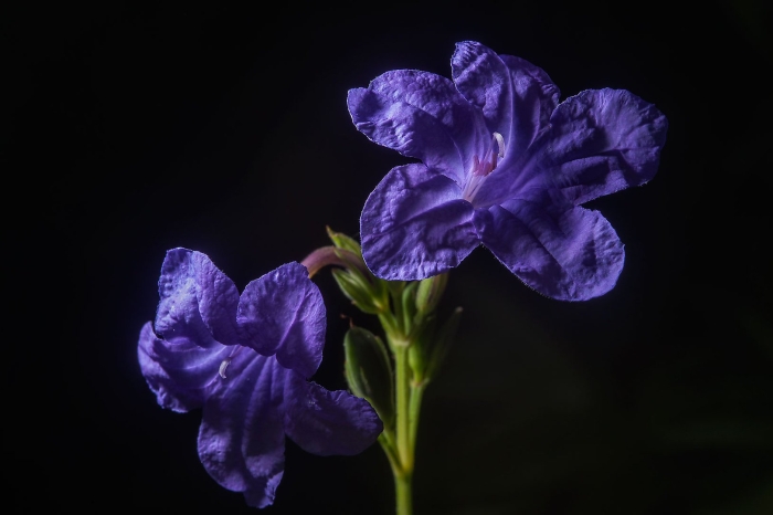 Руэллия бриттона