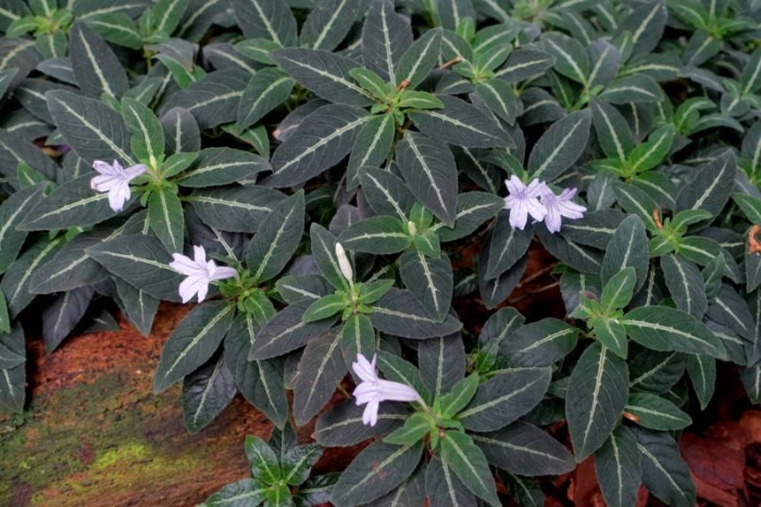 Руэллия портелла