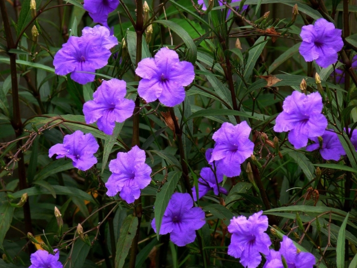 Руэллия каролинская