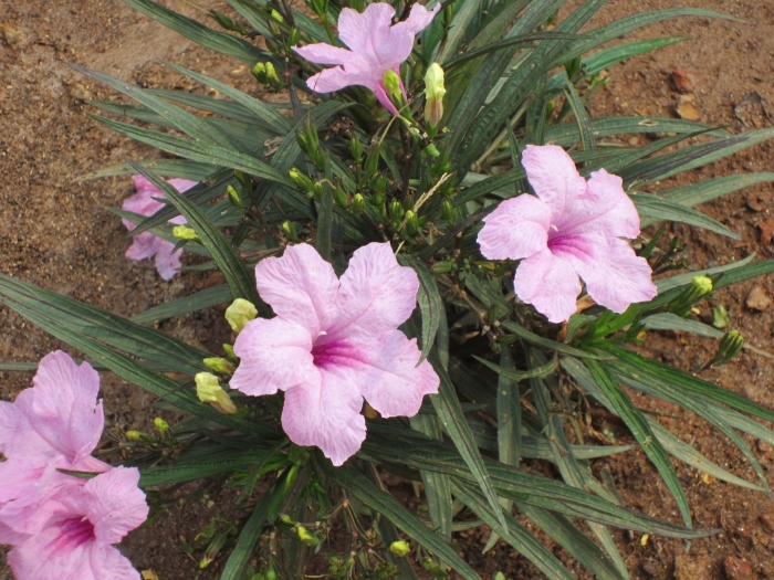 Руэллия бриттона