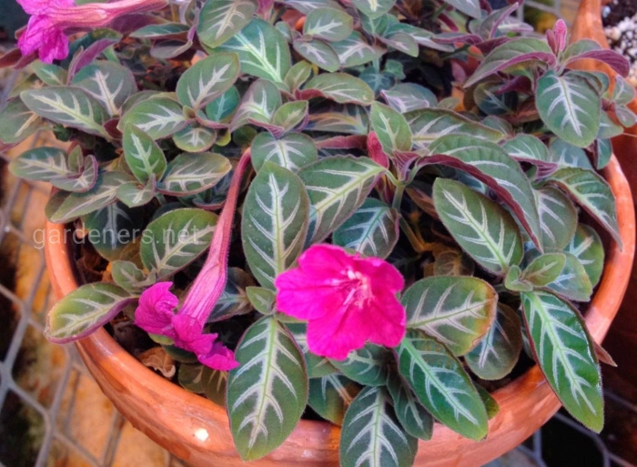 Руэллия портелла