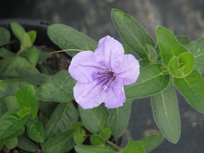 Ruellia humilis