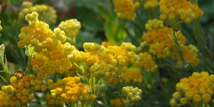 Бессмертник песчаный растение