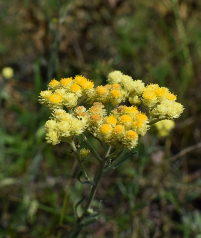 Бессмертник песчаный цмин