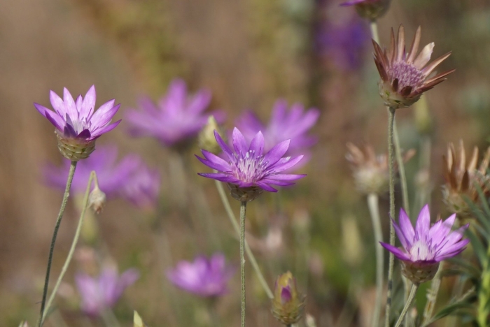 Полевой сухоцвет бессмертник