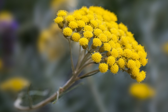 Бессмертник helichrysum italicum