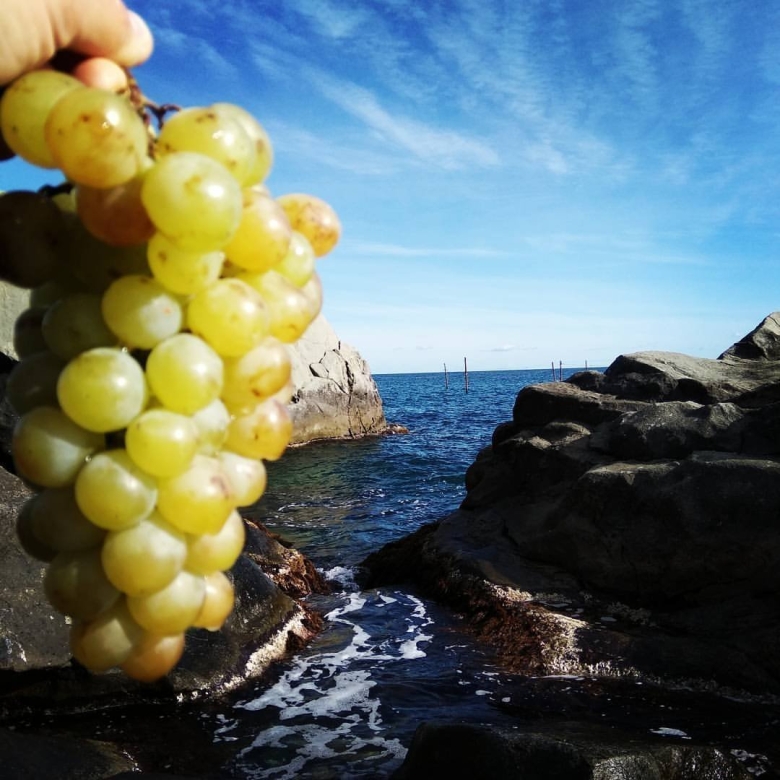 Виноград Крымская Жемчужина