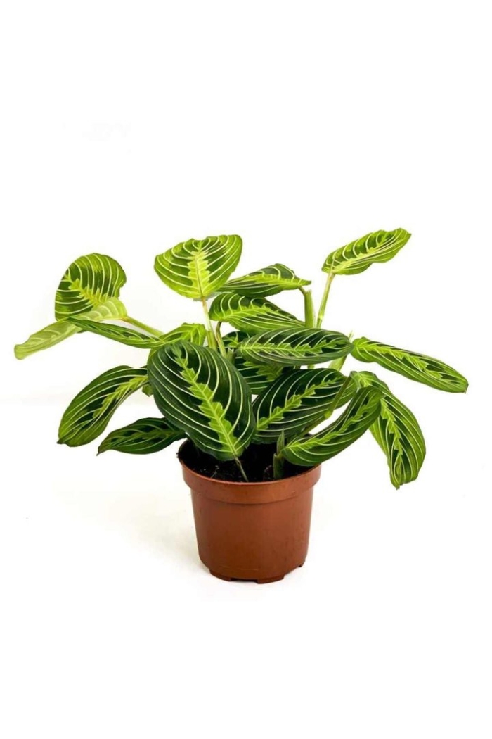 Маранта lemon lime