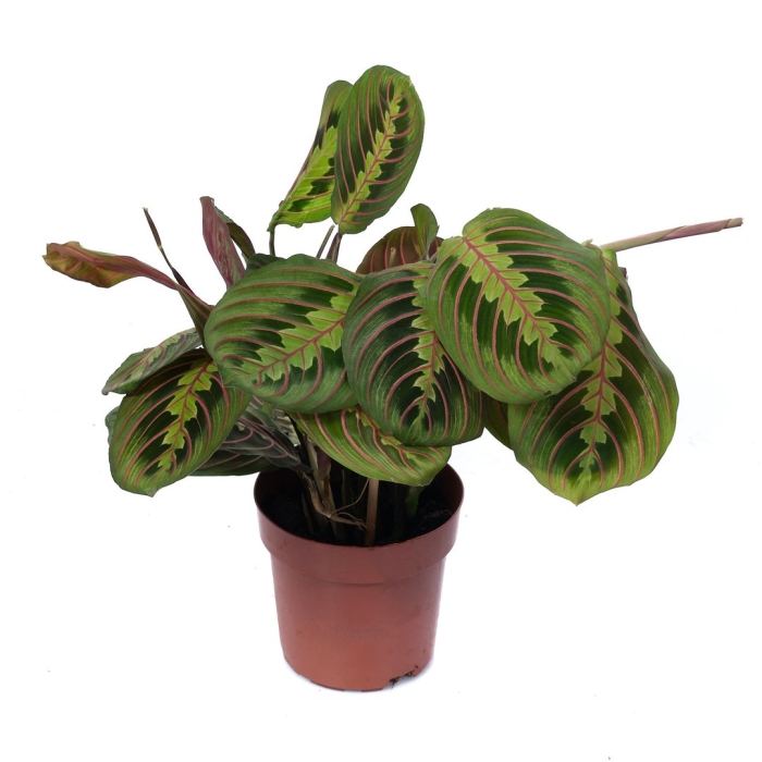 Маранта фасцинатор триколор