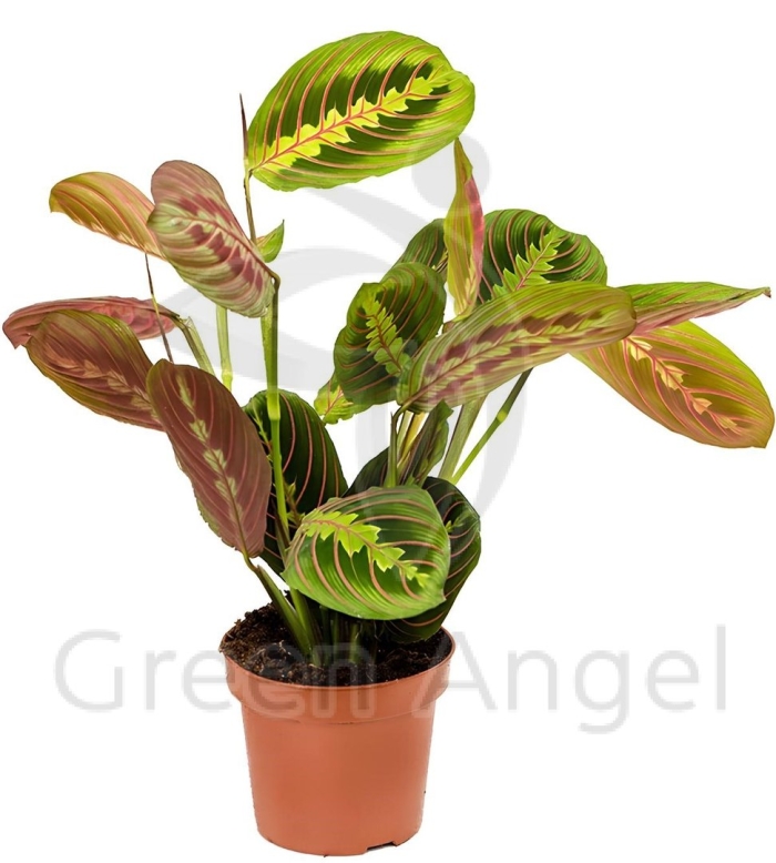 Маранта беложильчатая «фасцинатор»