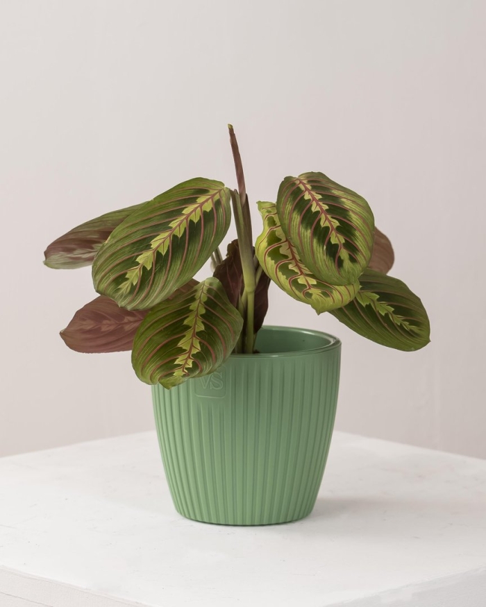 Маранта фасцинатор триколор