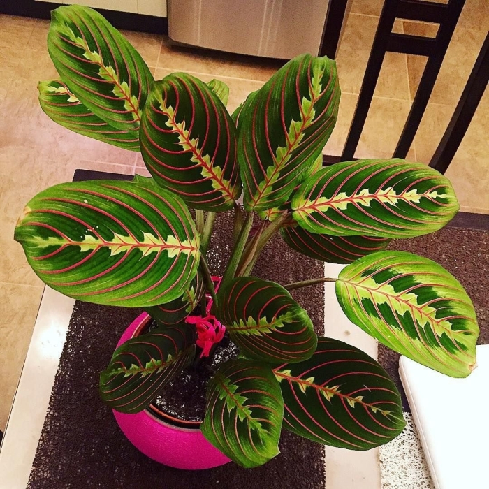 Комнатный цветок маранта