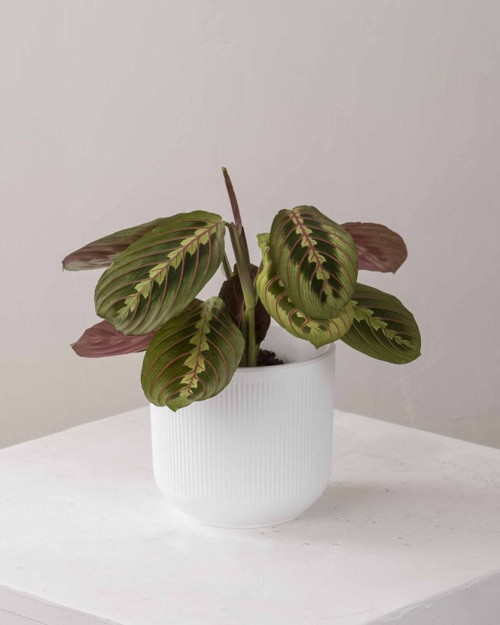 Комнатный цветок маранта