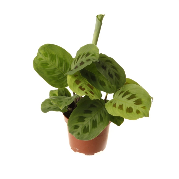 Маранта керховена